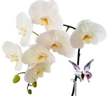 höhenverstellbarer Orchideenstab, Schmetterling (weiß-rosa)